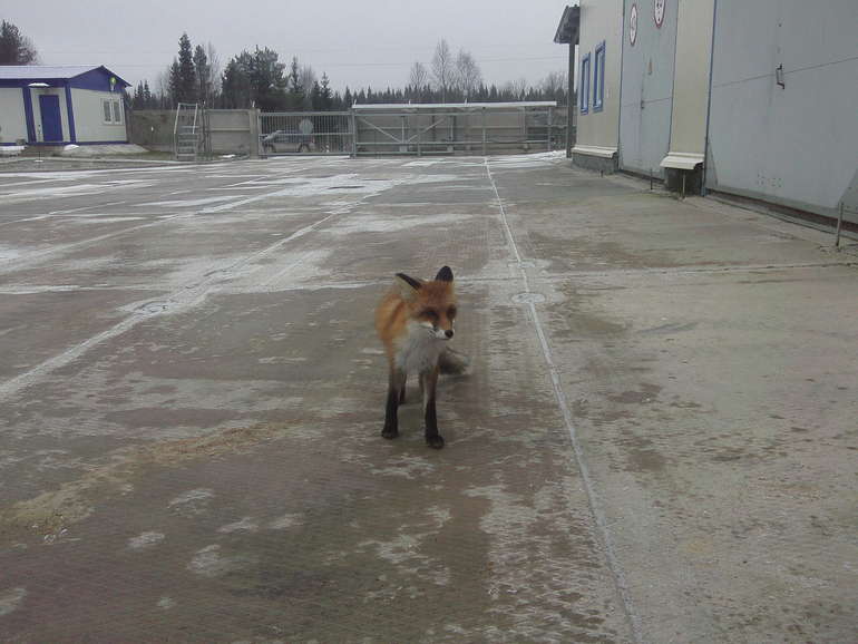Соседство с природой...