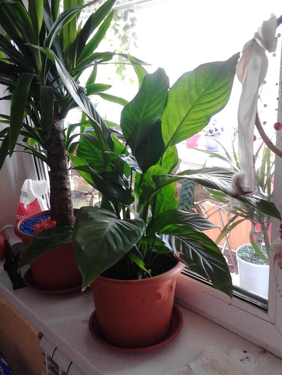 Мои цветочки)))