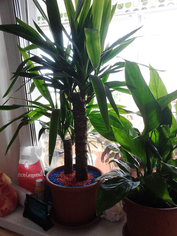 Мои цветочки)))