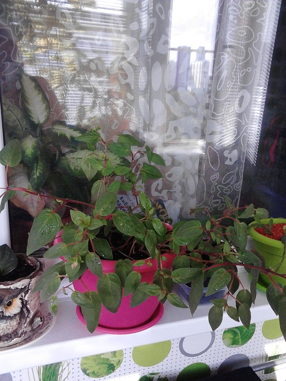 Мои цветочки)))