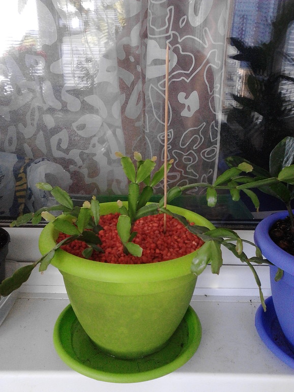 Мои цветочки)))