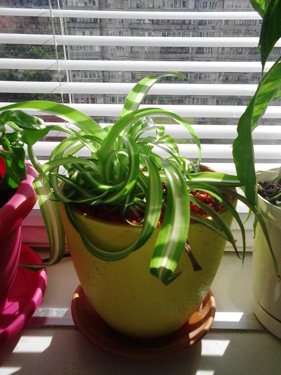 Мои цветочки)))