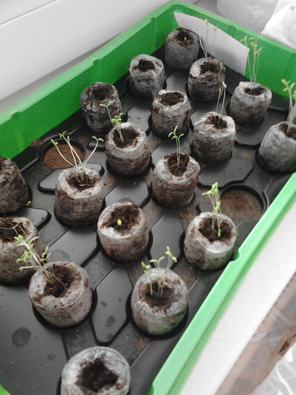 Мои цветочки)))