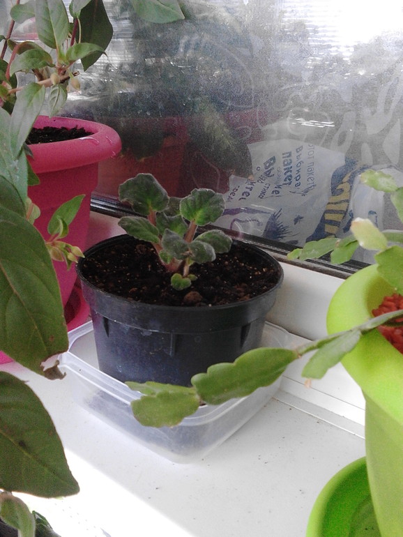 Мои цветочки)))