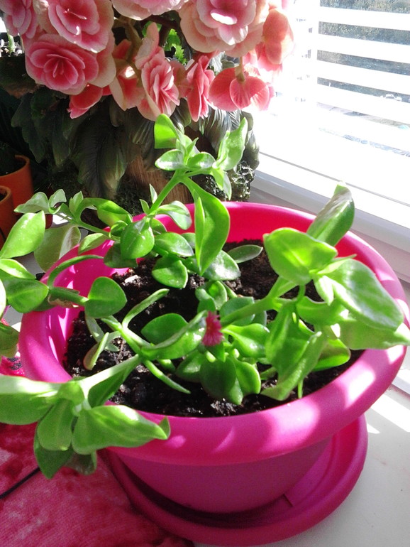 Мои цветочки)))