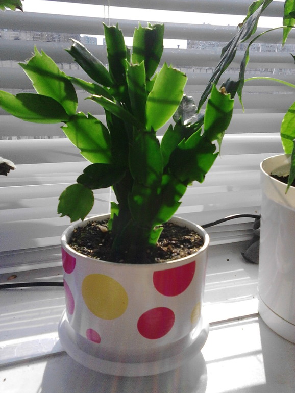 Мои цветочки)))