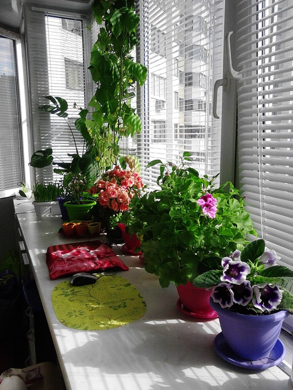 Мои цветочки)))