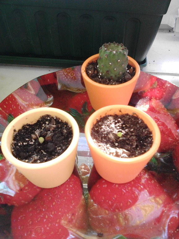 Мои цветочки)))