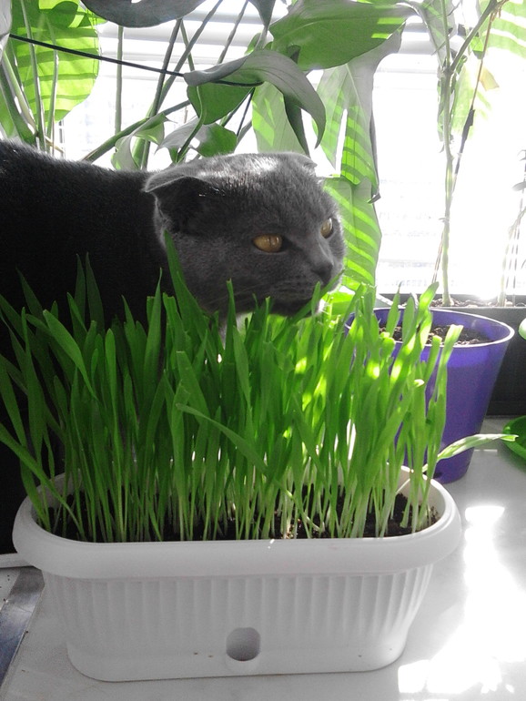 Мои цветочки)))