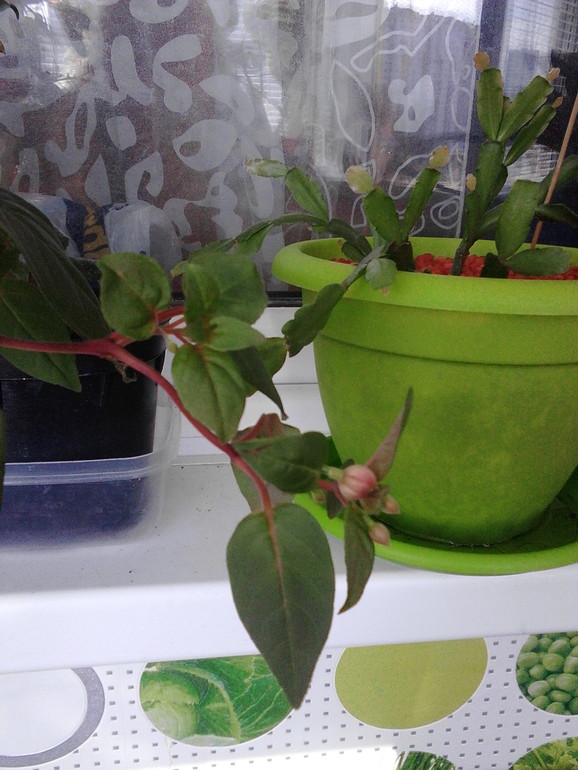 Мои цветочки)))