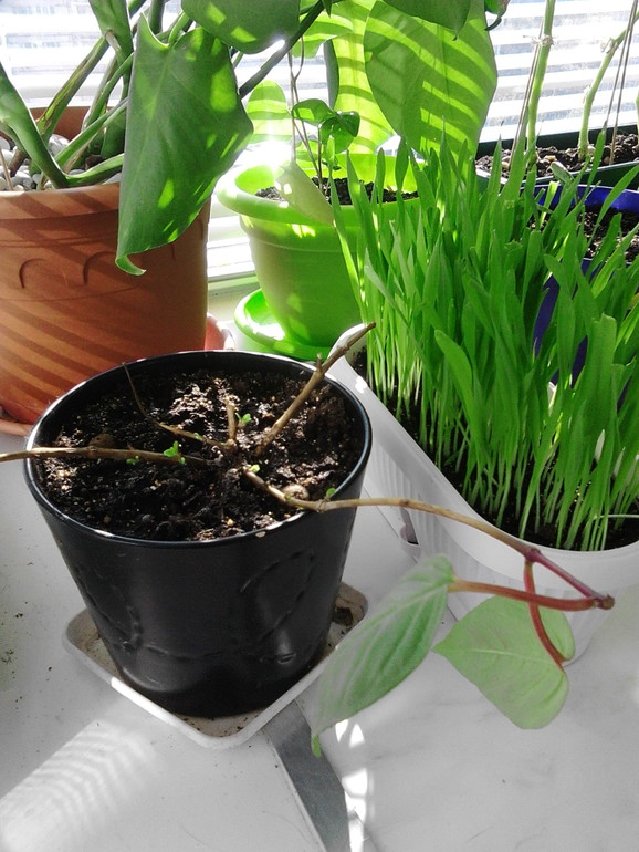 Мои цветочки)))