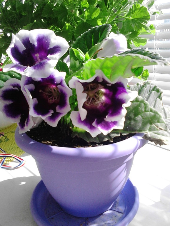 Мои цветочки)))