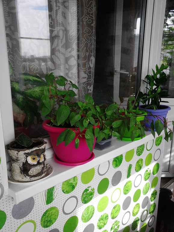 Мои цветочки)))