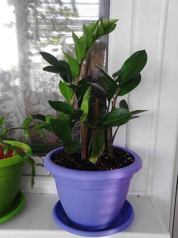 Мои цветочки)))