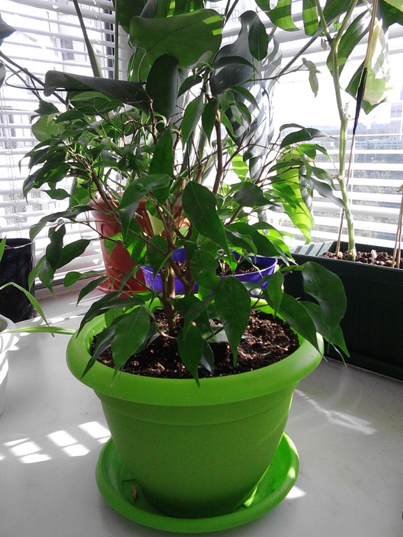 Мои цветочки)))