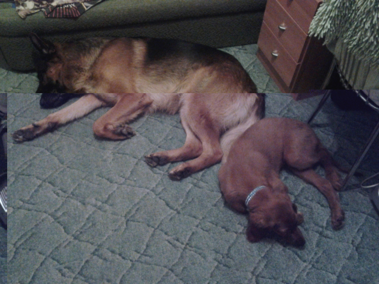 немец и сеттер,моя любовь!!!