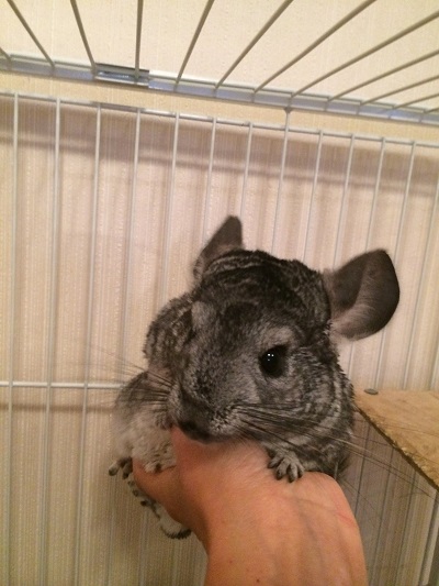 Две Шиншиллы