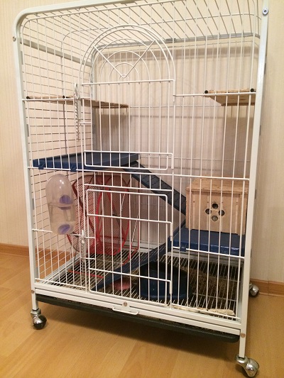 Две Шиншиллы