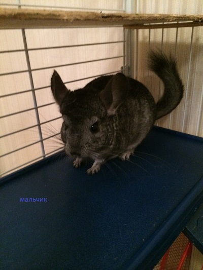 Две Шиншиллы