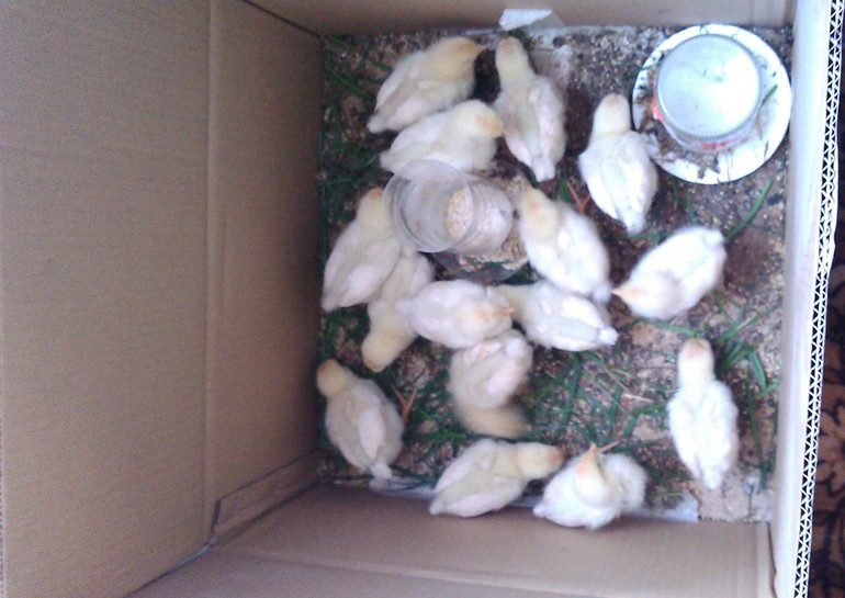 Во кого я завела!!!!