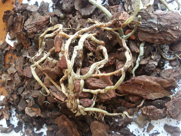 Корни загнили?