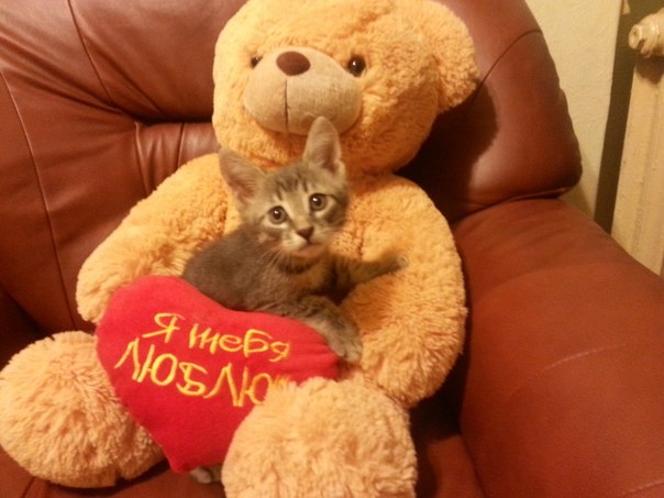 Отдам котёнка 1,5 мес мальчик. Саратов-Энгельс