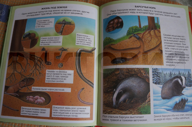 лесная энциклопедия от Махаона