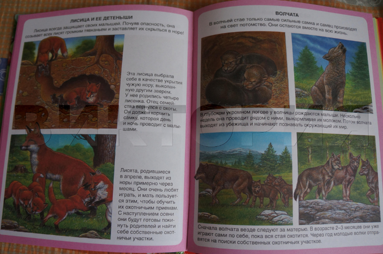 лесная энциклопедия от Махаона