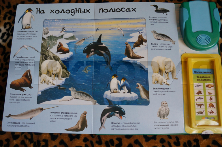 Наше пополнение