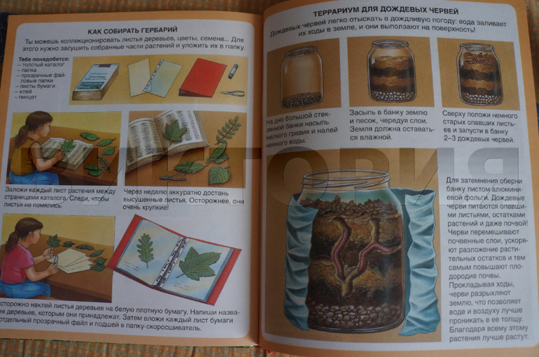 лесная энциклопедия от Махаона