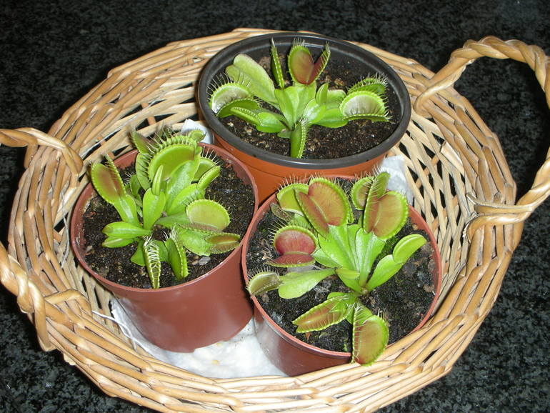 Моё мухоловное стадо.