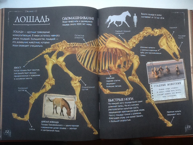 Ну очень классная книжка!!!(Новинка от Clever)