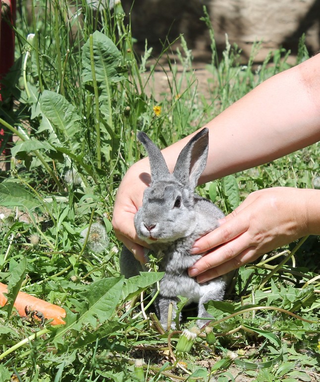 Крольчонок Марсик) 21.05.14г
