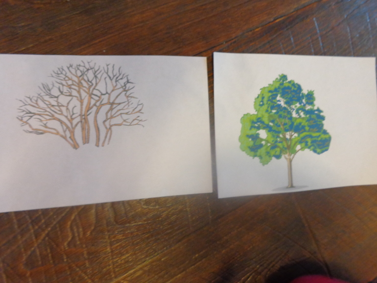 Сиреневый ТД