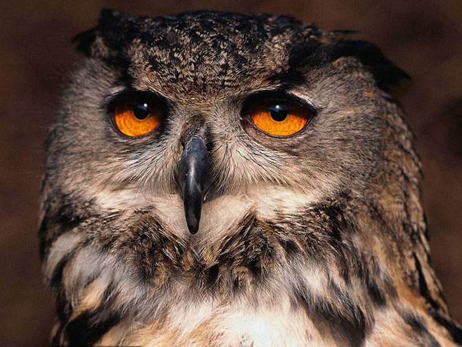 Я В ЗАМЕШАТЕЛЬСТВЕ ?????