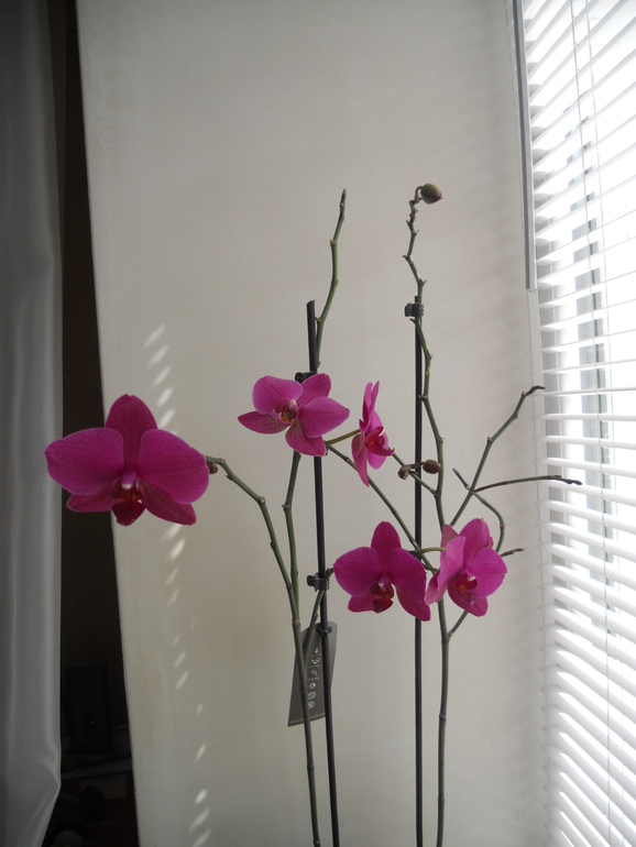 Вот это скорее всего и есть моё хобби