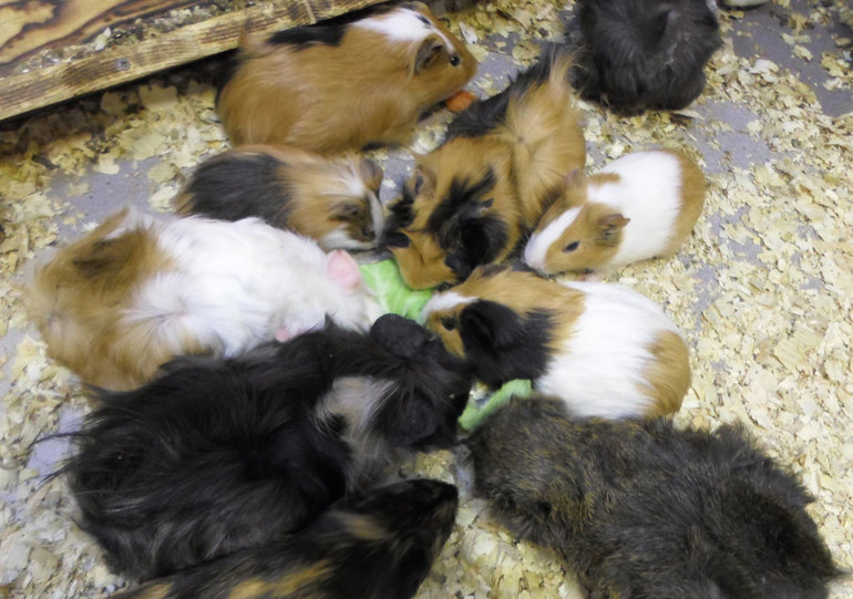 Монтессори-июнь или чем можно быстро занять ребенка.