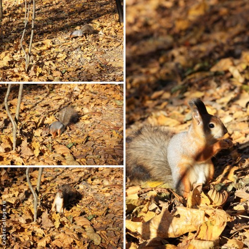 Кусково - это белко-терапия!
