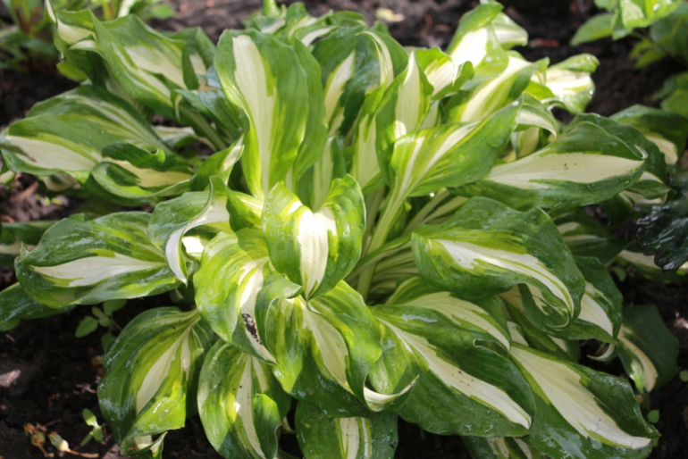 Немного фоток с нашей дачки.