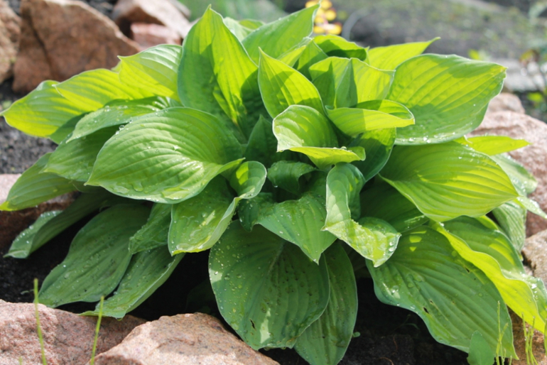 Немного фоток с нашей дачки.