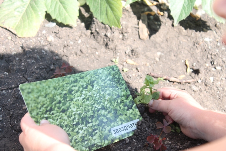 Как сохранить цветы зимой, как разжечь огонь,какие цветы самые полезные и многое другое в нашем занятии по академии умницы