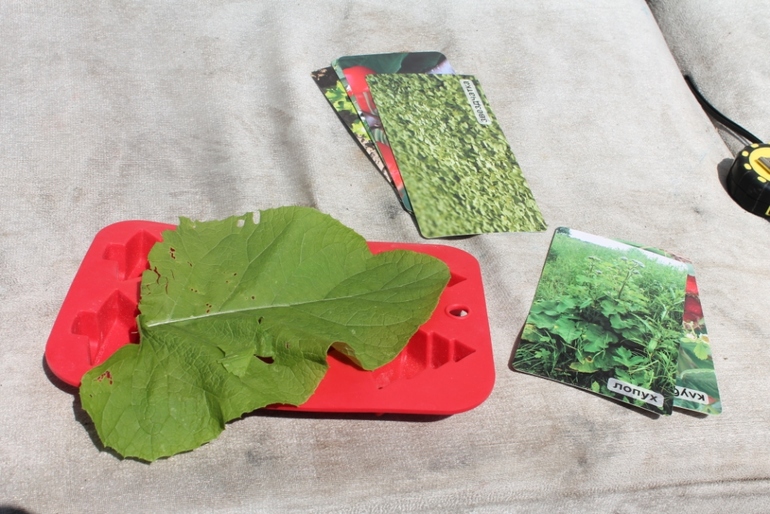 Как сохранить цветы зимой, как разжечь огонь,какие цветы самые полезные и многое другое в нашем занятии по академии умницы